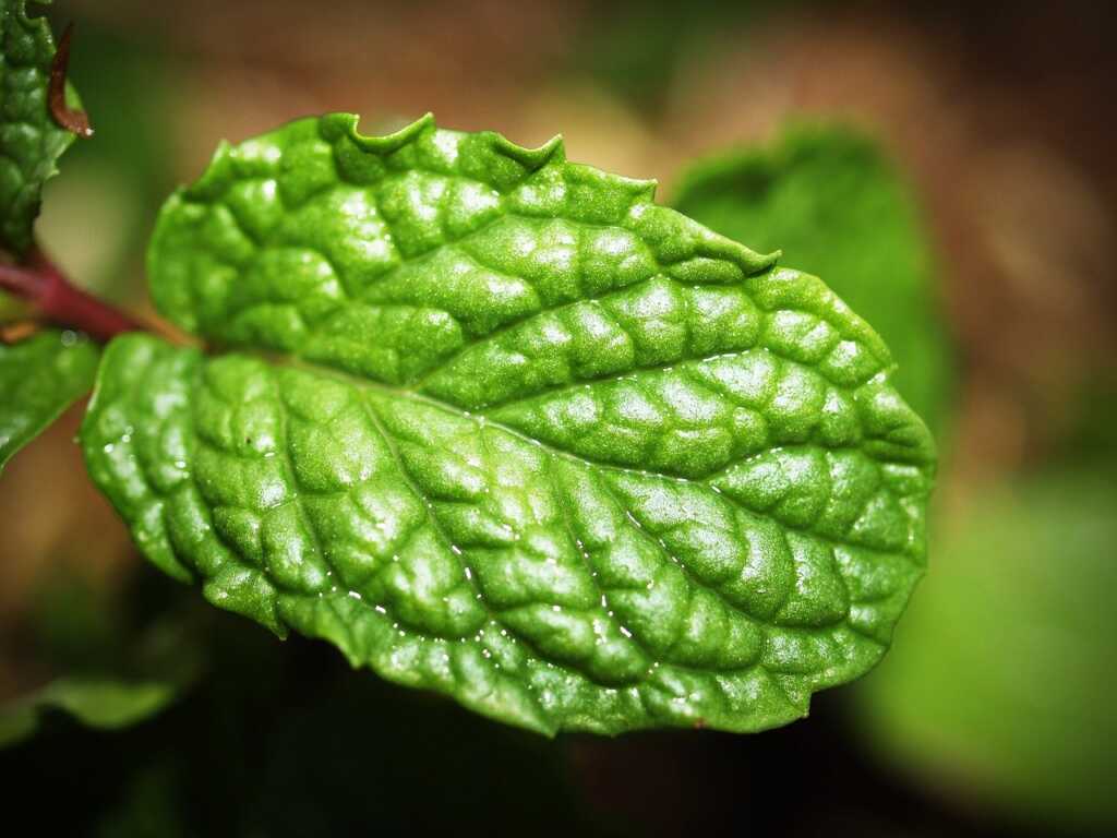 Fact: Menthol is extracted from the leaves of peppermint and other mint