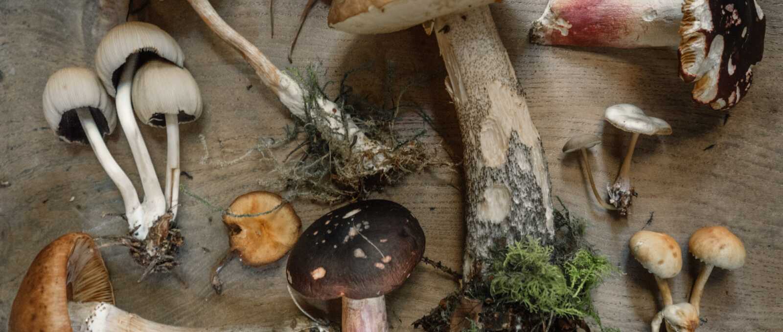 natural-mushrooms-exposed-to-UV-contain-vitamin-d